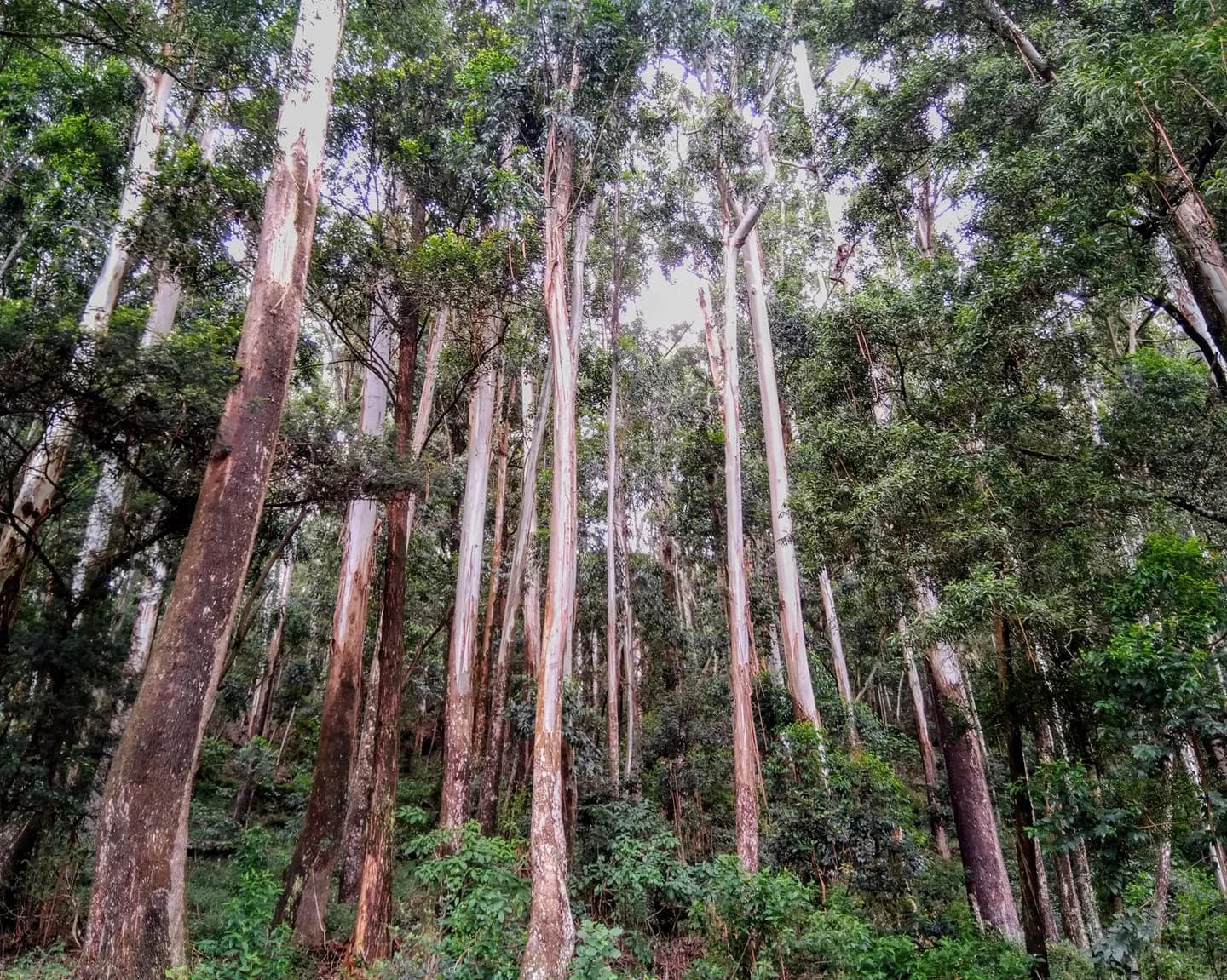 Sri Lanka scenery for Eco & Village Discovery