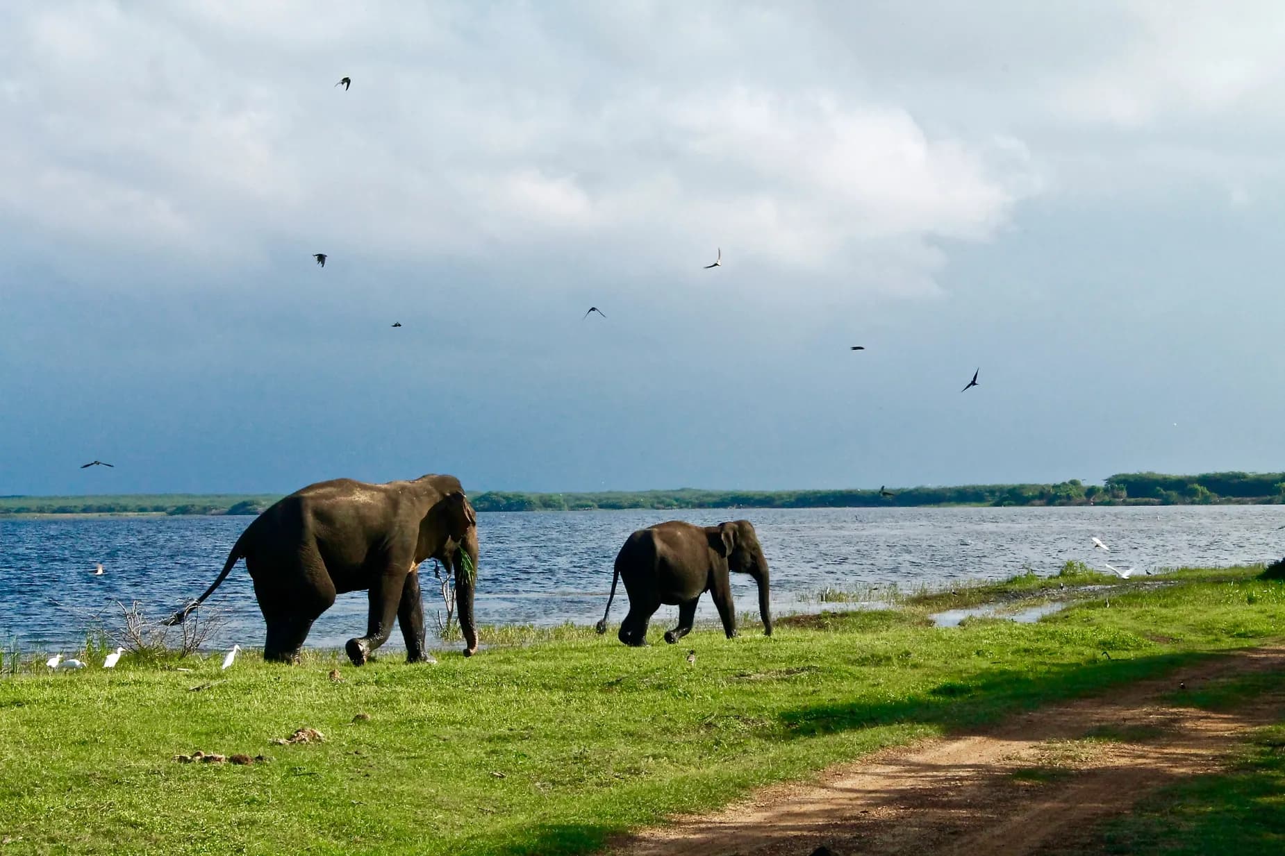 Wild elephants near a Sri Lankan landscape