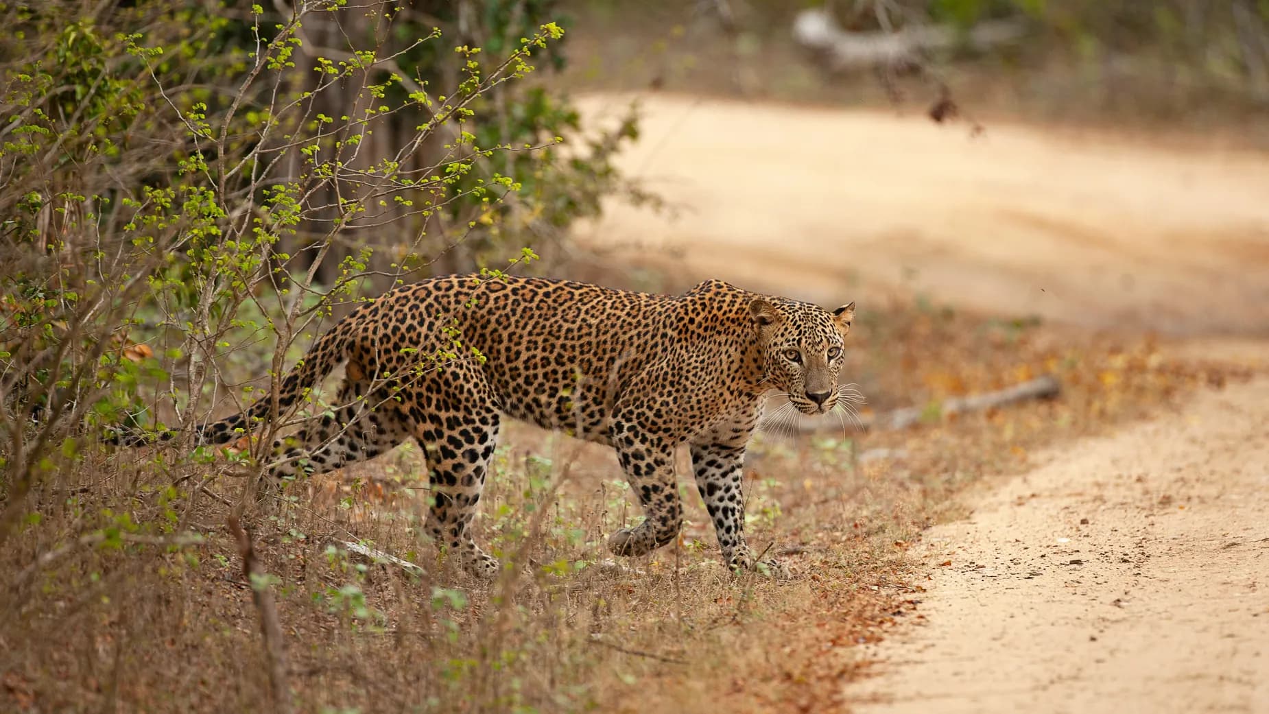 View of Yala National Park (Leopard Sanctuary)
